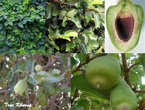 Tráng dương nhờ trâu cổ 1 Tráng dương nhờ trâu cổ 1