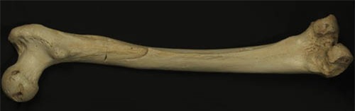 homo-heidelbergensis-thigh-bon-1507-5260