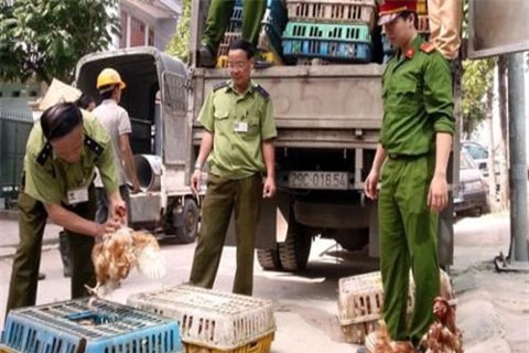 Chủ tịch Hà Nội cho biết nguyên nhân khiến gà Trung Quốc vào thủ đô do không kiểm soát nghiêm túc, chặt chẽ ở cửa khẩu.