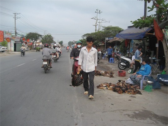 Vô tư mua gà sống