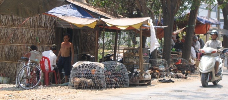 Dù trong trong đợt dịch cúm gia cầm, nhưng gà sống chưa qua kiểm dịch vẫn được bày bán nhiều nơi. Dù trong trong đợt dịch cúm gia cầm, nhưng gà sống chưa qua kiểm dịch vẫn được bày bán nhiều nơi.