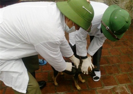 Cơ quan chức năng tiến hành tiêm vắc xin phòng bệnh dại trên đàn chó