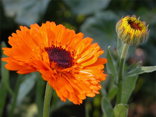 Calendula-officinalis_1395144583.jpg