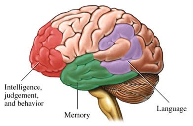 Bộ não con người và những điều khoa học chưa thể giải thích (Phần I)