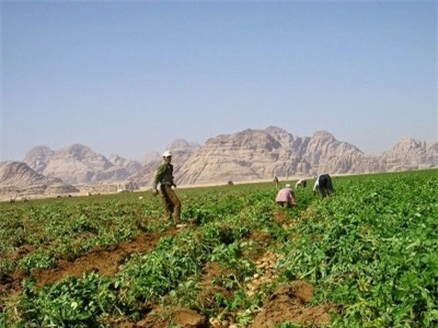 Những người dân làm việc trong trang trại ngay trên sa mạc…