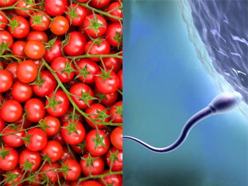 Hợp chất lycopene trong cà chua giúp tăng lượng tinh trùng