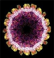 Hình ảnh virut RNA gây bệnh Rubella.