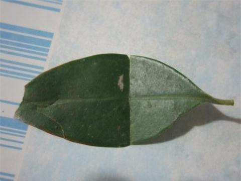 Lá mát của bà Tranh