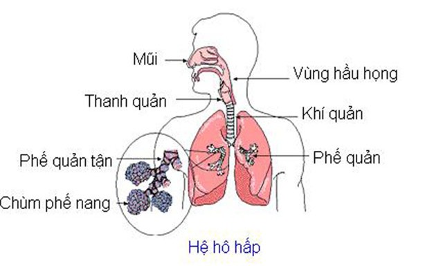 Ngạc nhiên về hệ hô hấp của người