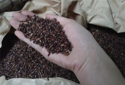 Gạo “siêu” tác dụng có chữa được ung thư? 2 Gạo “siêu” tác dụng có chữa được ung thư? 2
