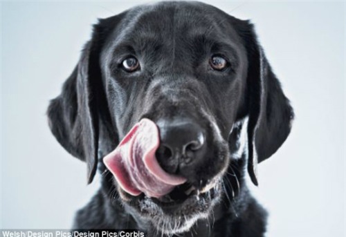 Các chuyên gia cảnh báo vi khuẩn và bệnh nhiễm trùng có thể truyền qua từ miệng của một con chó, những người chủ không nên để chúng liếm vào mặt. Ảnh: Health Medicine Network