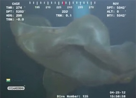 Con sứa nhau thai được phát hiện ở Vịnh Mexico. (Nguồn: YouTube)