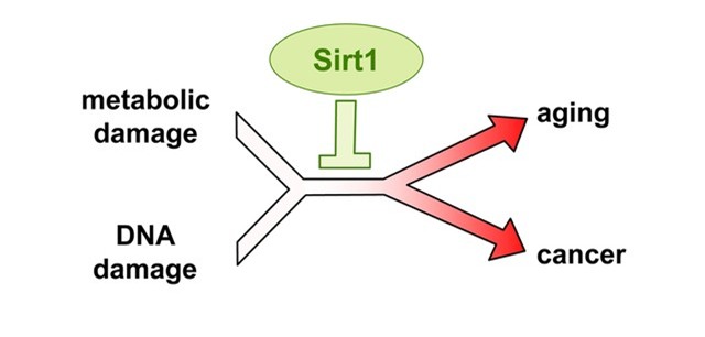 Tác dụng của thuốc mới chứa Protein SIRT 1 ngăn chặn lão hóa và ung thư