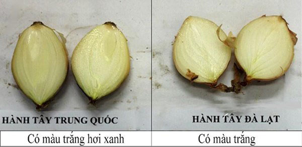 Photo: Cách phân biệt rau quả Việt và Trung Quốc - Ảnh 6