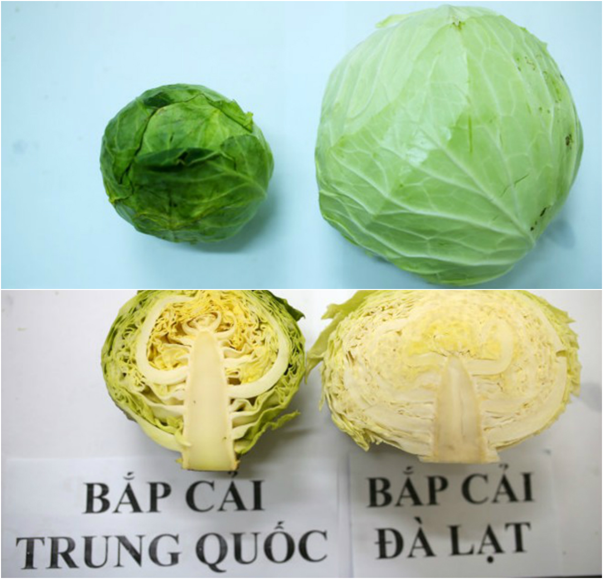 Photo: Cách phân biệt rau quả Việt và Trung Quốc - Ảnh 7