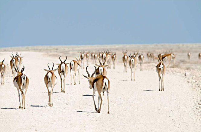 Cuộc di cư của bầy linh dương ở Namibia