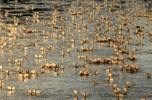 Hình ảnh tập trung của bầy thiêu thân trên sông Hungary.