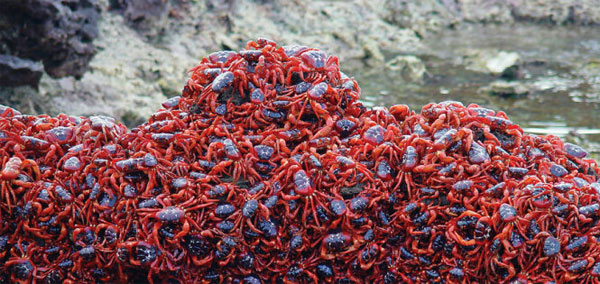 Cuộc di cư của giống cua đỏ trên đảo Giáng sinh.