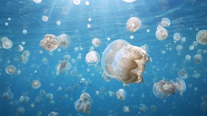 Sứa vàng tập trung di cư trông như những quả bong bóng trong biển xanh.