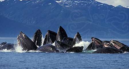Hình ảnh cá voi đại dương tập trung di cư.