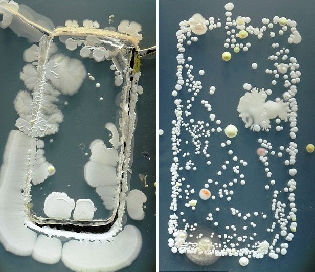 Sự phát triển của quần thể vi khuẩn smartphone sau ba ngày được nuôi cấy trong trong đĩa Petri