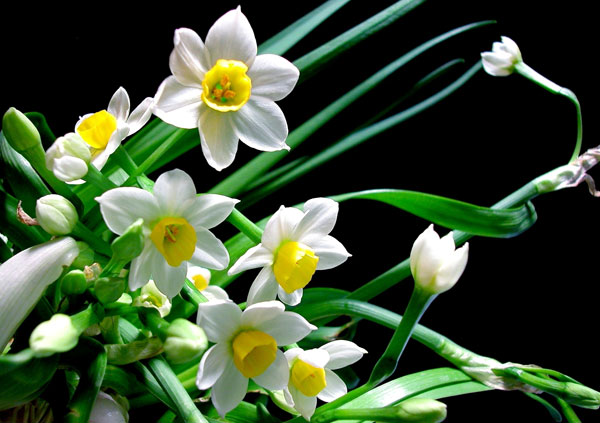 Cắm hoa ngày Tết – Rước tài lộc may vào nhà! - Ảnh 4