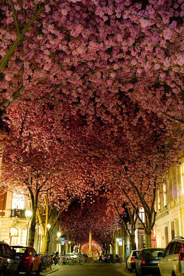 Những đường phố đẹp như cổ tích bởi cây và hoa - Ảnh 3