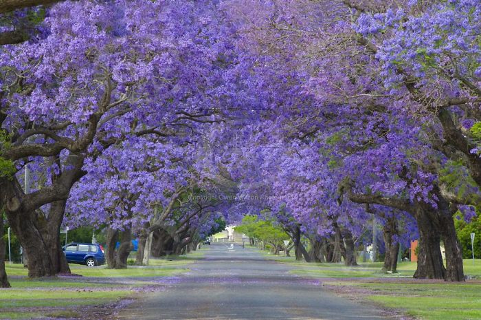 Những đường phố đẹp như cổ tích bởi cây và hoa - Ảnh 7