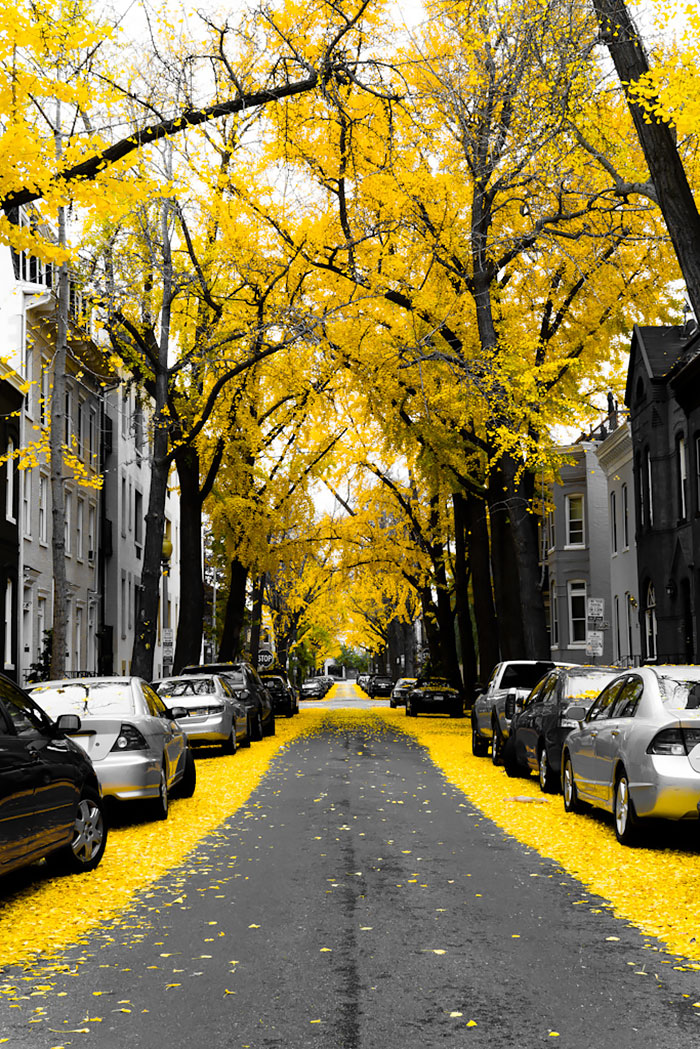 Những đường phố đẹp như cổ tích bởi cây và hoa - Ảnh 8