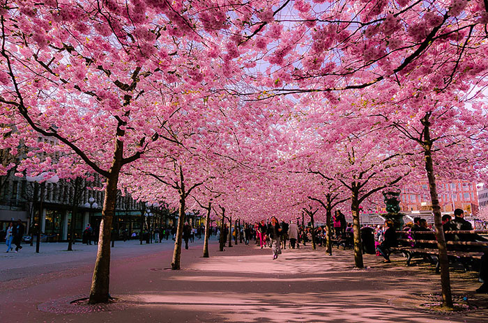 Những đường phố đẹp như cổ tích bởi cây và hoa - Ảnh 1