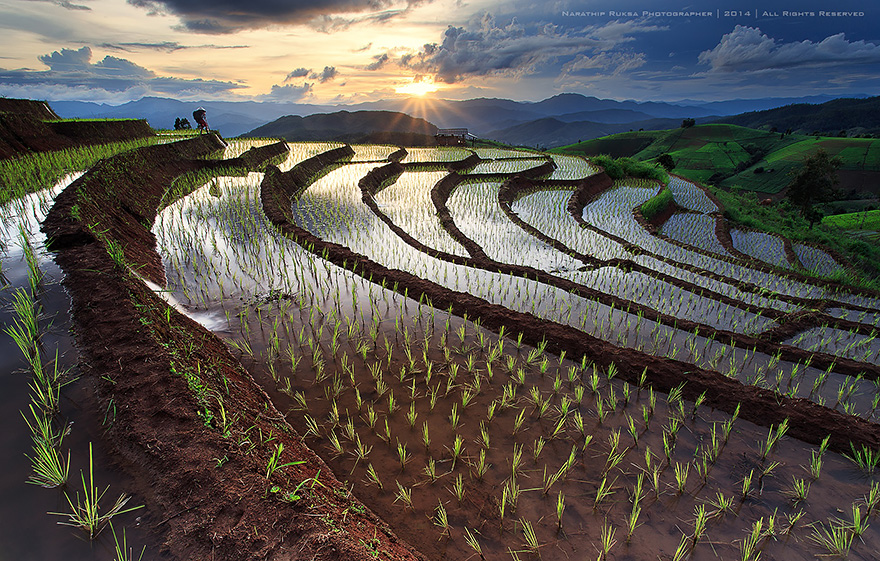 20 cánh đồng lúa đẹp kỳ diệu của vùng Viễn Đông - Ảnh 13