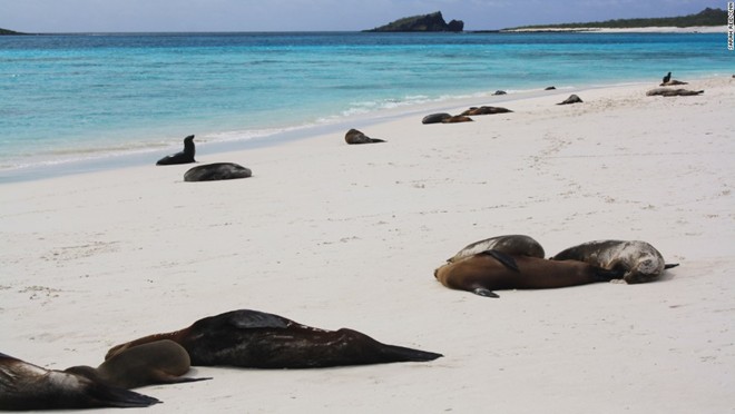 Quần đảo Galapagos, Ecuador: Quần đảo nằm trong vùng phía nam của Thái Bình Dương và cách bờ biển Ecuador 1.000 km về phía tây. Du khách có thể du lịch trên biển nhiều ngày để khám phá từng hòn đảo.