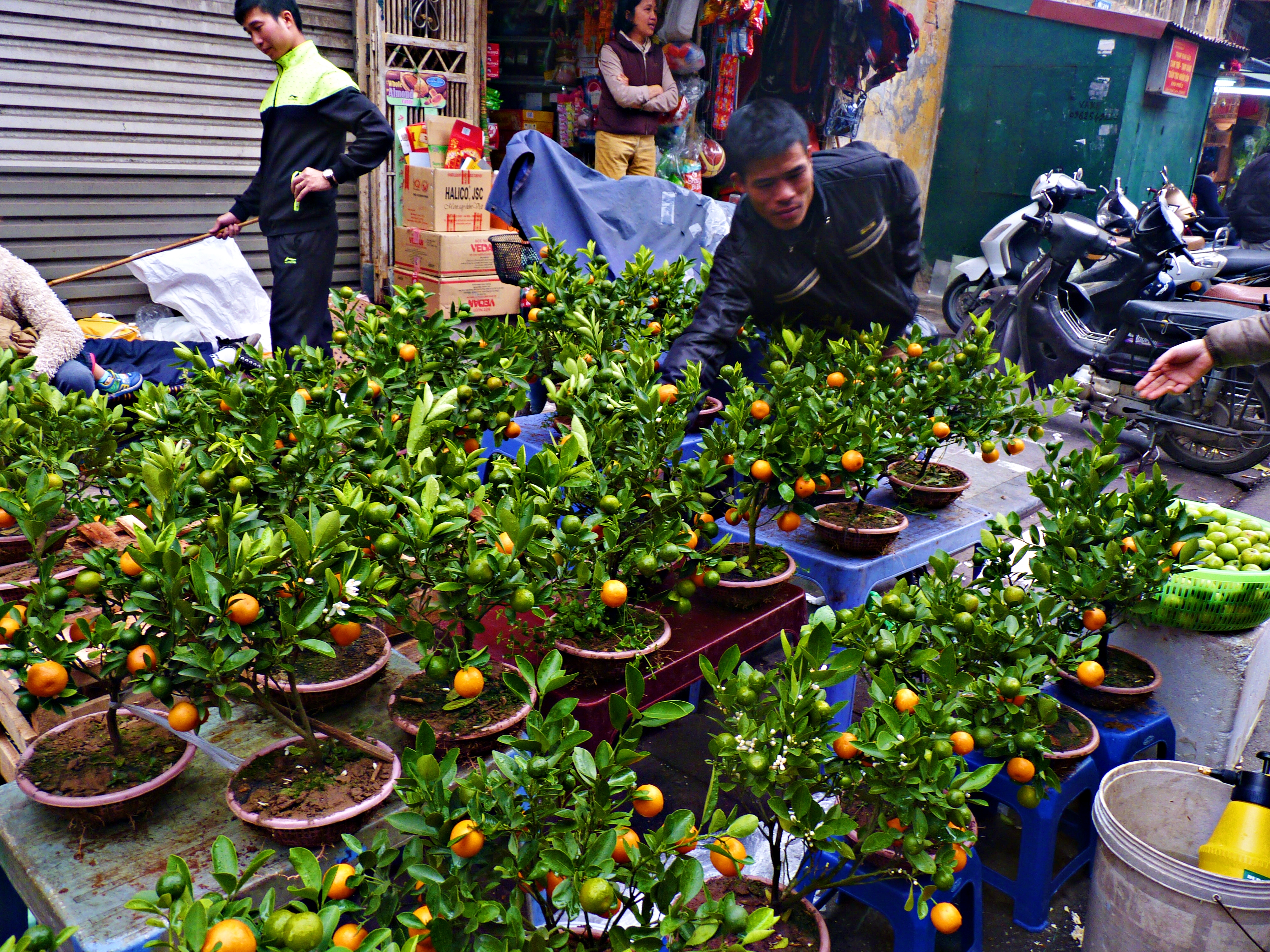 Chợ hoa Tết Hàng Lược - nét văn hóa đẹp giữa lòng Thủ đô - Ảnh 4