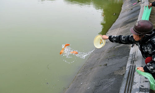 Người lại thả cá xuống hồ