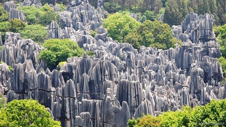 Cánh rừng đá ở Trung Quốc