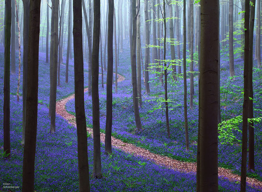 Những khu rừng đẹp huyền bí trên thế giới - Ảnh 5