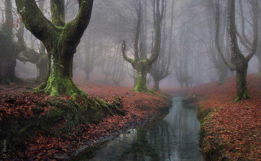 Những khu rừng đẹp huyền bí trên thế giới - Ảnh 6