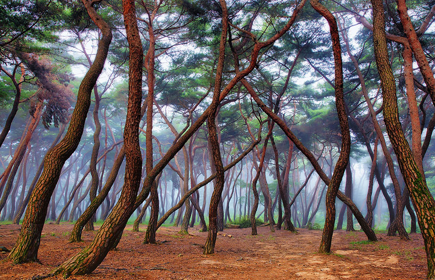 Những khu rừng đẹp huyền bí trên thế giới - Ảnh 10