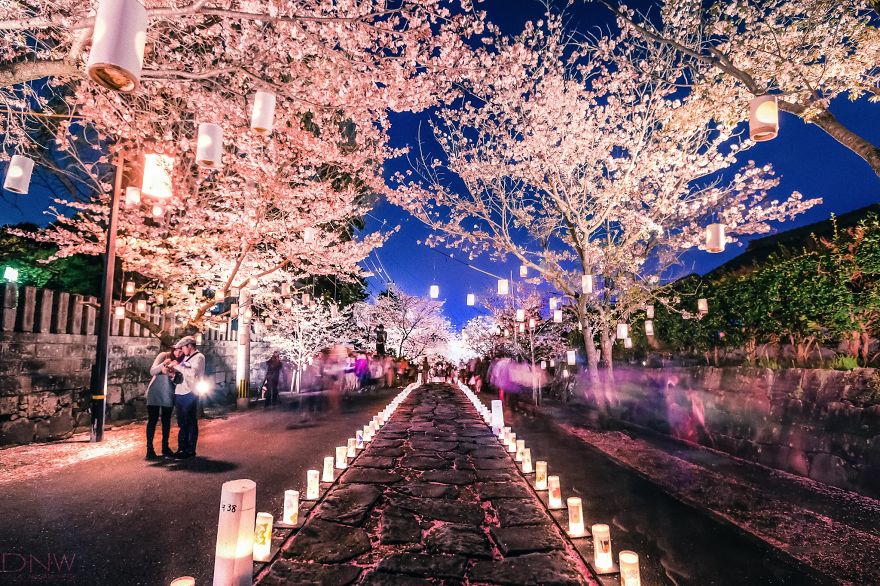 Lễ hội đèn lồng Cherry Blossom (Nhật Bản)