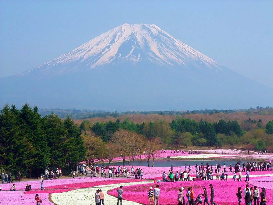 Lễ hội Shibazakura Fuji (Nhật Bản)