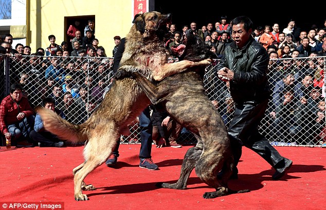 Photo: Lễ hội chọi chó đẫm máu ở Trung Quốc - Ảnh 2