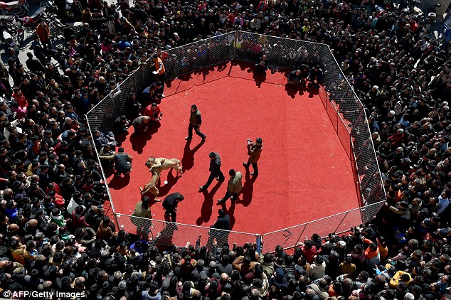 Photo: Lễ hội chọi chó đẫm máu ở Trung Quốc - Ảnh 3