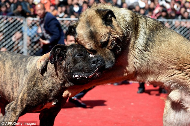 Photo: Lễ hội chọi chó đẫm máu ở Trung Quốc - Ảnh 4