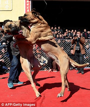 Photo: Lễ hội chọi chó đẫm máu ở Trung Quốc - Ảnh 5