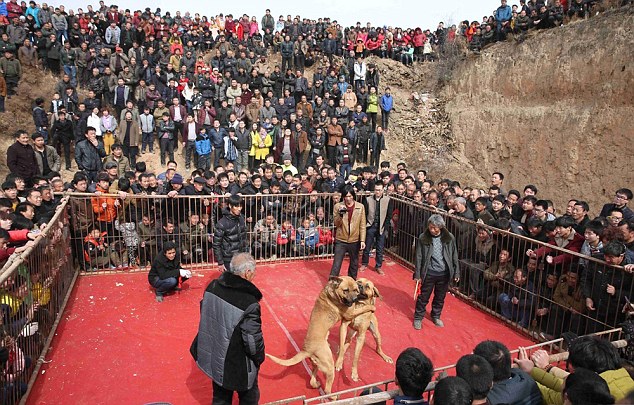 Photo: Lễ hội chọi chó đẫm máu ở Trung Quốc - Ảnh 6