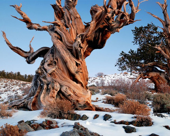 10 cây cổ thụ thọ nhất thế giới - Ảnh 2