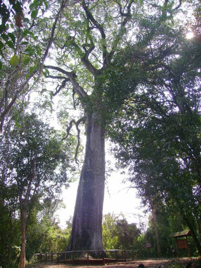 10 cây cổ thụ thọ nhất thế giới - Ảnh 7
