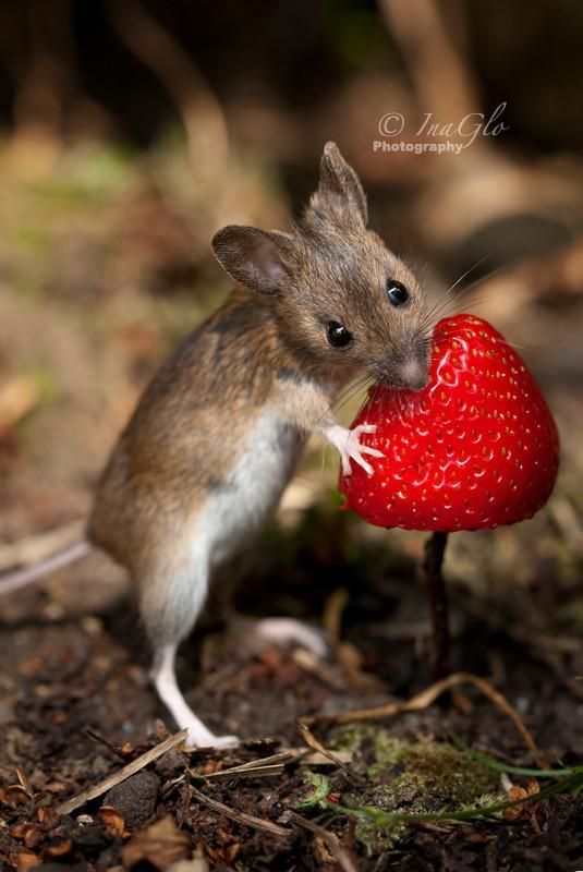 Ngỡ ngàng với loạt ảnh siêu yêu về những chú chuột trong tự nhiên - Ảnh 6