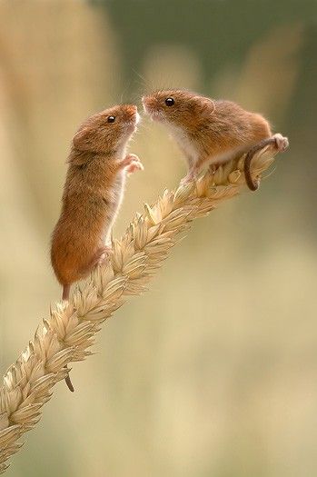 Ngỡ ngàng với loạt ảnh siêu yêu về những chú chuột trong tự nhiên - Ảnh 10