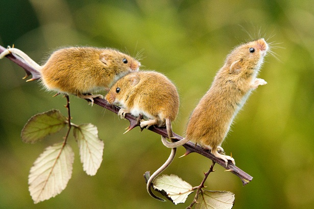 Ngỡ ngàng với loạt ảnh siêu yêu về những chú chuột trong tự nhiên - Ảnh 16